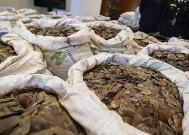 Customs Intercepts 21,582 Tonnes Of Pangolin Scales In 3 Years