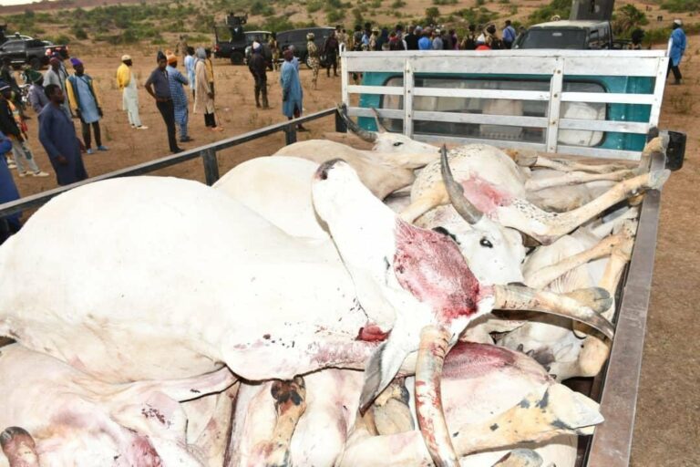 Plateau killings: Another crisis looms as herders allege poisoning of cows in Bassa