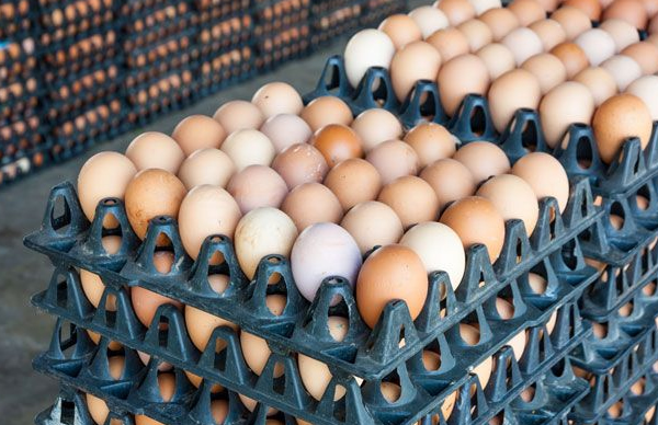 Poultry farmers lament low egg consumption, blame retailers