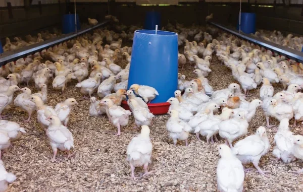 23-Yr-Old Man Arraigned For Stealing 628 Chickens In Ibadan