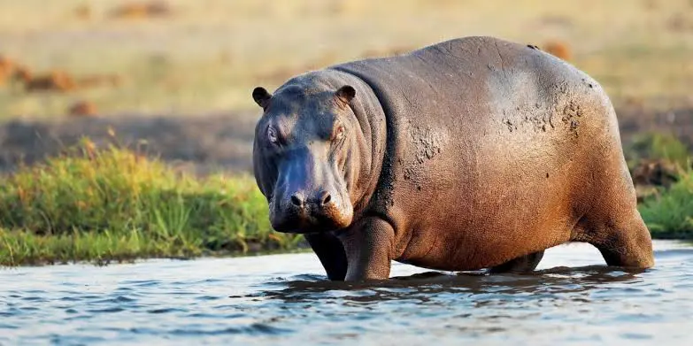 Displaced hippopotamuses attack Adamawa communities, kill one
