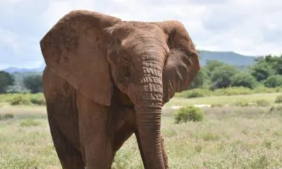 Another Elephant Spotted in Ogun State After Fatal Attack